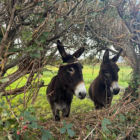 - Tigin Mamo By Trident Homes