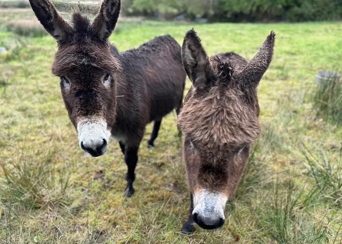 - Tigin Mamo By Trident Homes Dom wakacyjny Glenbeigh